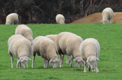 Young sale rams,  January 2024